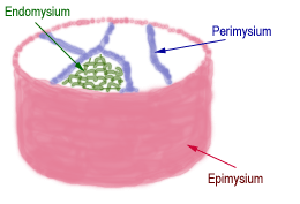 Diagram of muscle layers