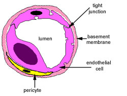 Diagram of capillary