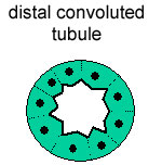 Diagram of a cross section of distal convoluted tubule