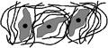 Diagram of fibroblasts