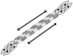 Diagram of ECM