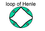 Loop of Henle