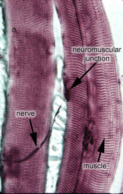 Neuromuscular junction
