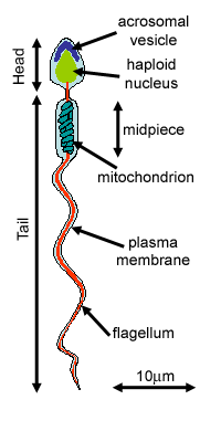 Diagram of a sperm