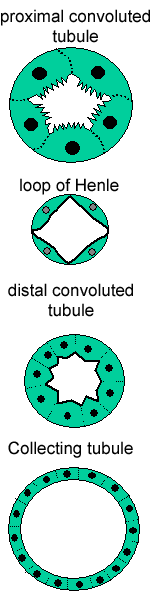 Cross sections of various tubules