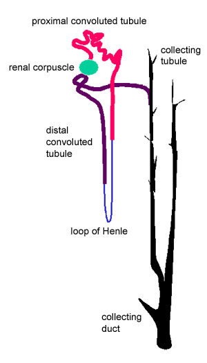 Renal tubule