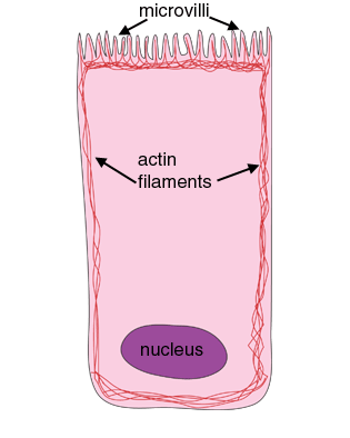 Actin filaments