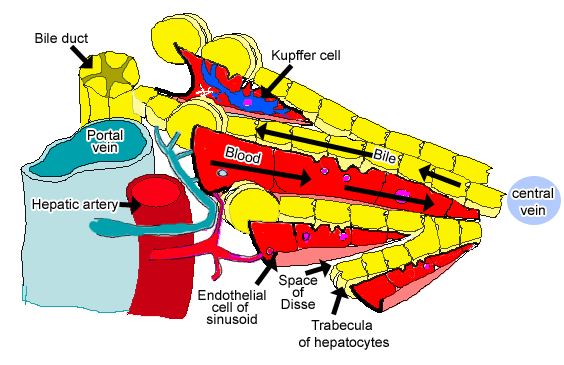 Diagram of blood and bile flow