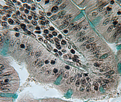 Pseudostratified epithelium from the duodenum