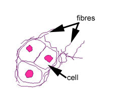 Diagram of elastic cartilage
