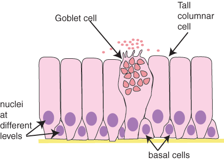 Pseudostratified epithelium