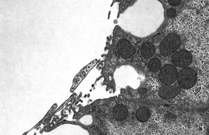 Hepatocyte cells