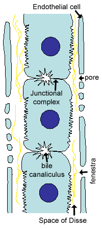 Diagram of space of disse