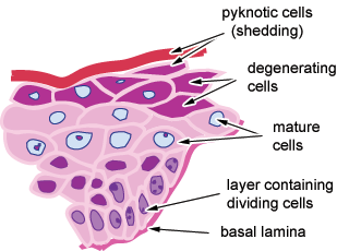Skin diagram